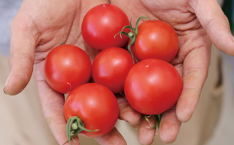 岐阜県海津市で収穫した中玉トマト、フルティカ