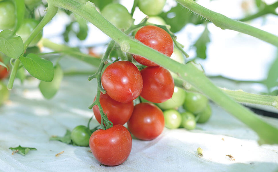 真っ赤に色づき、収穫間際の中玉トマト、フルティカ