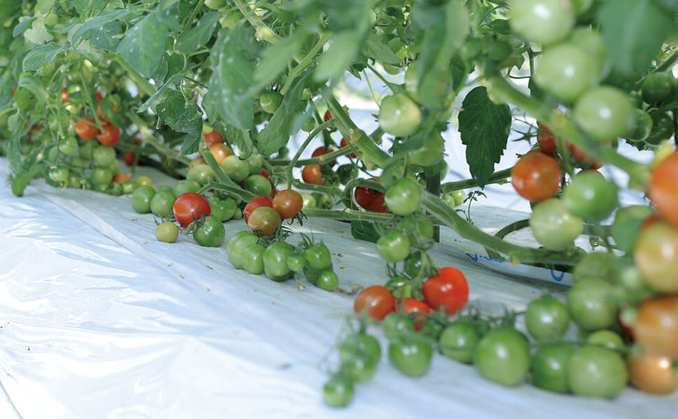 品質の良いトマトを収穫するため、ツルを下げながら、丁寧に栽培する様子