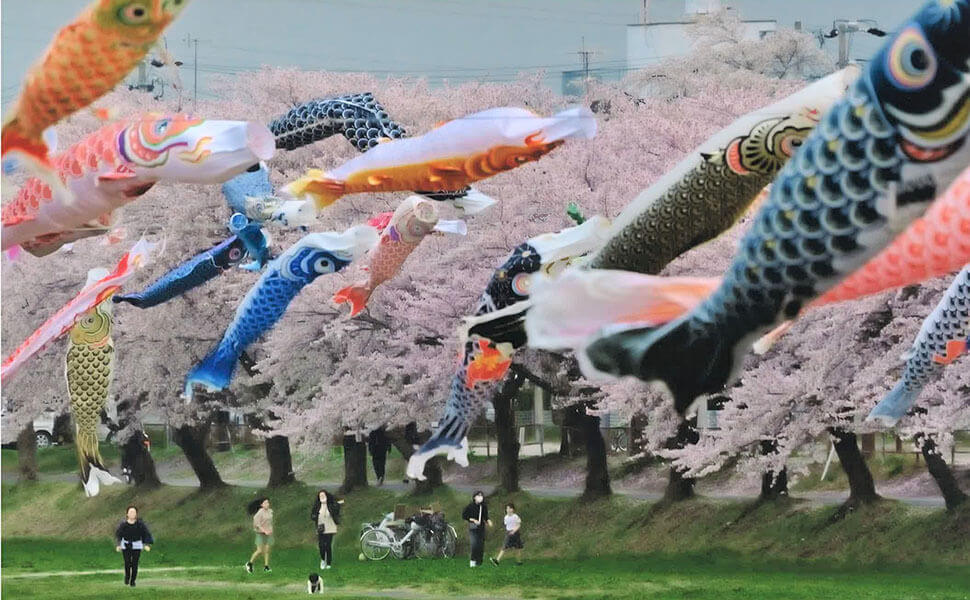 桜と鯉のぼりのコラボ相川水辺公園