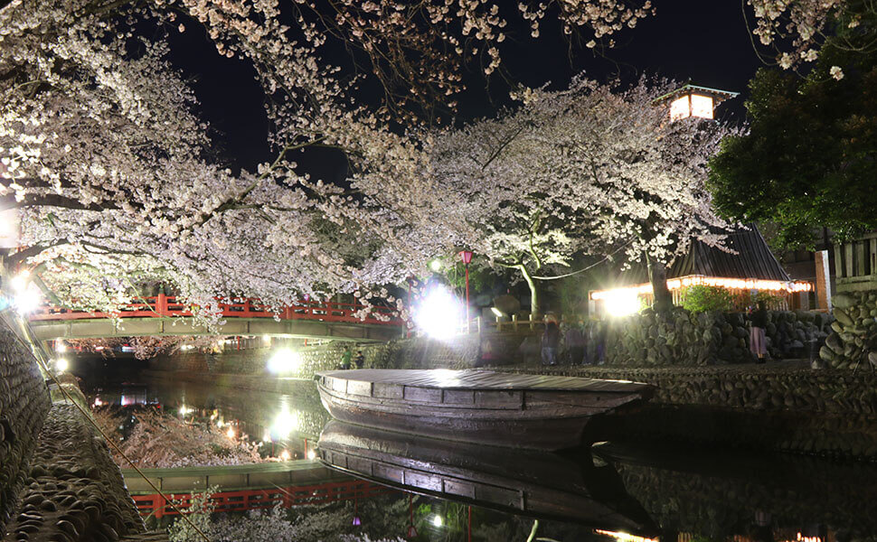 大垣の桜は夜間ライトアップ