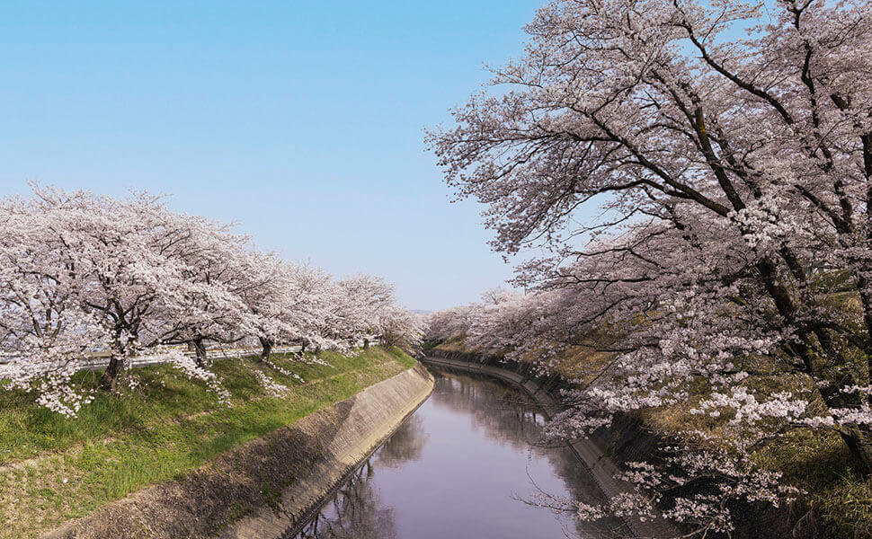 岐阜県 各務原市 那加門前町 桜めぐり新境川堤 岐阜咲楽 さくら Sakura Mediajapan