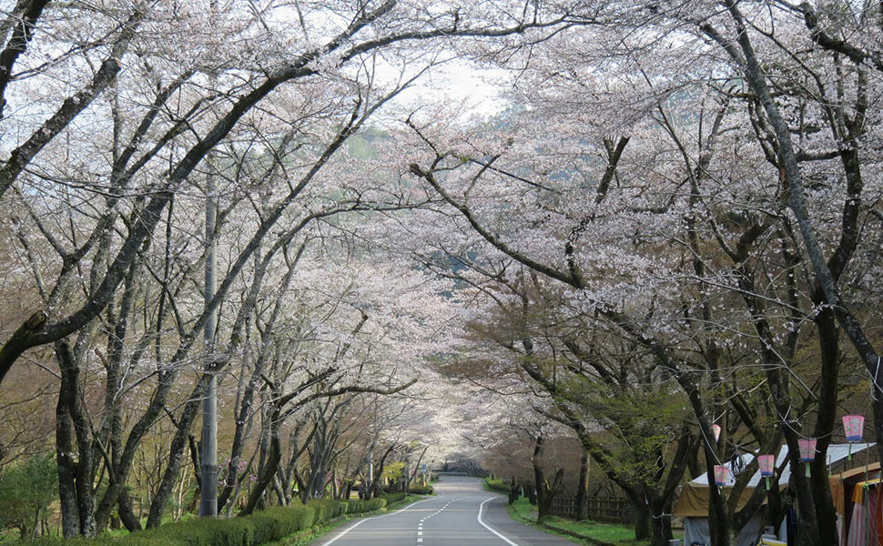 桜のトンネルのように見える寺尾ヶ原千本桜