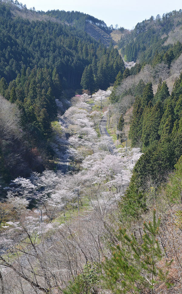 寺尾ヶ原千本桜の俯瞰