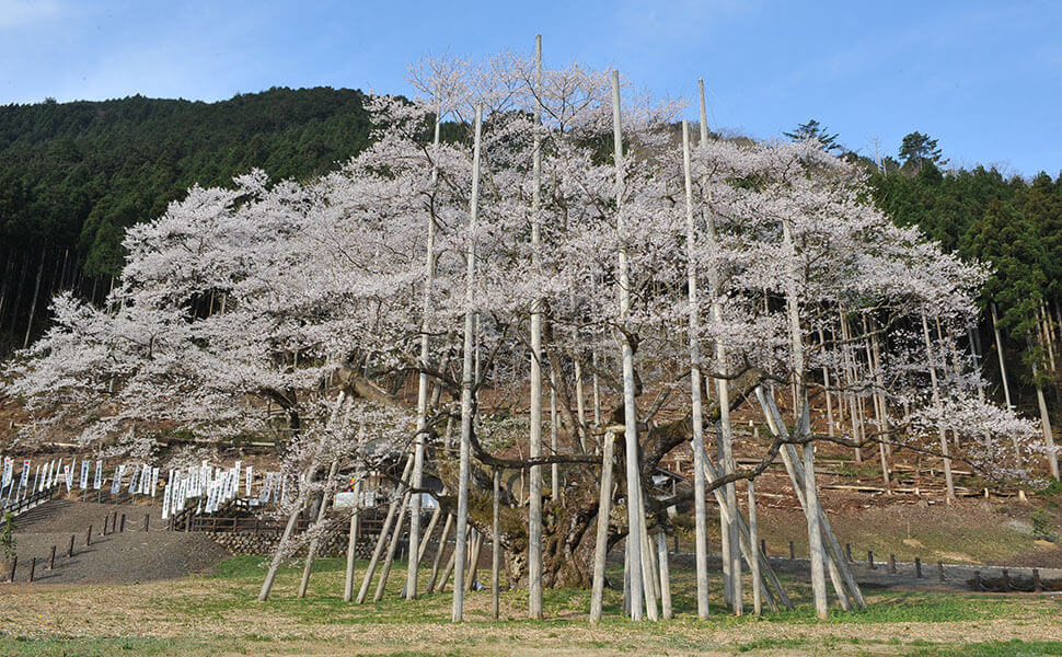 日本三大桜の根尾谷淡墨ザクラ