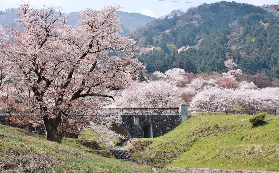 桜の名所として知られる霞間ヶ渓