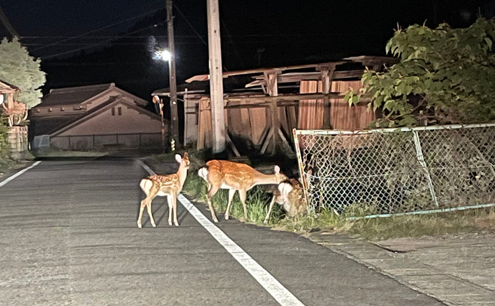 山県古民家ちごのもりの近くで出会える鹿
