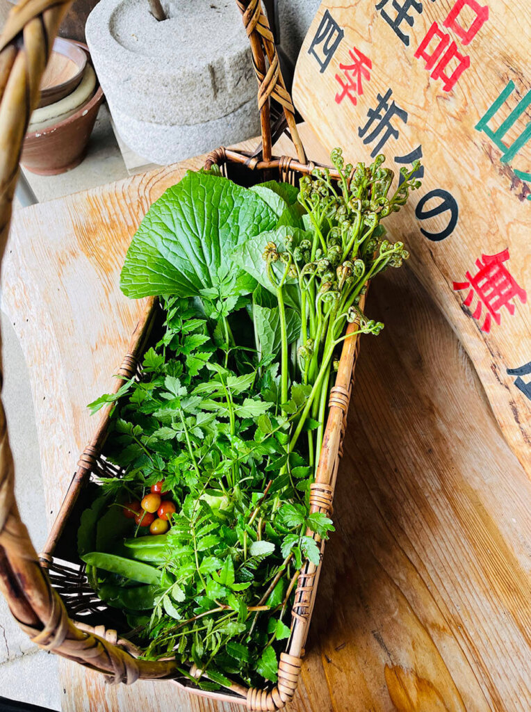 山県古民家ちごのもりの体験で摘できた山菜