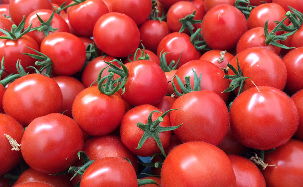 杤本農園で栽培されているフルーツトマト