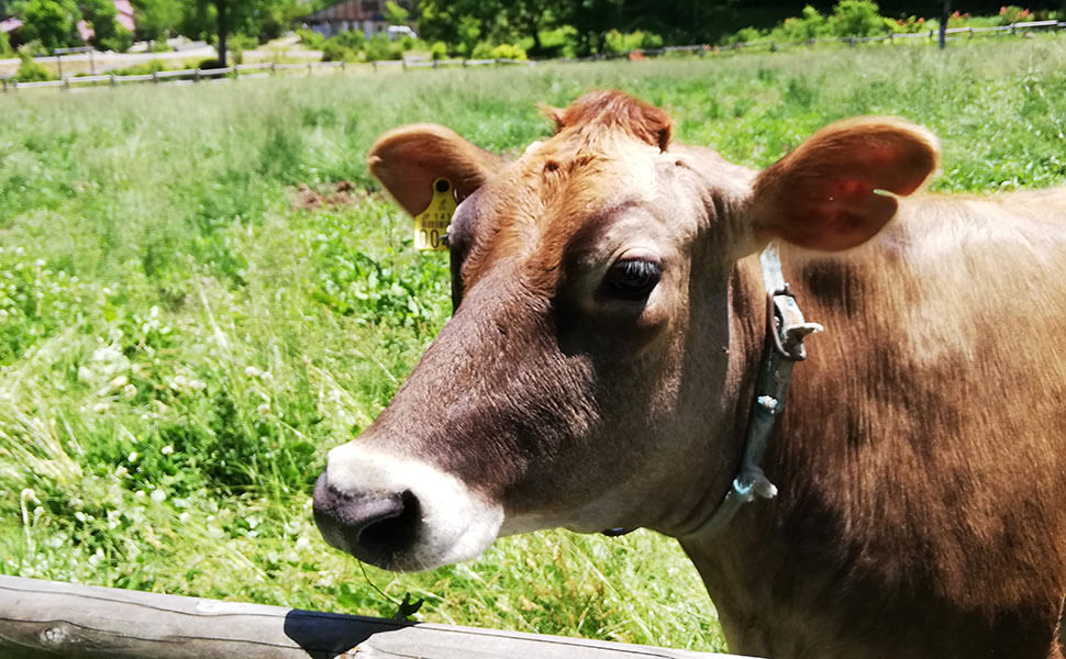 奥飛騨山之村牧場で飼育されているジャージー牛