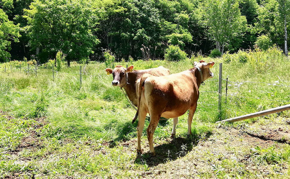 奥飛騨山之村牧場ではジャージー牛の乳搾り体験ができる