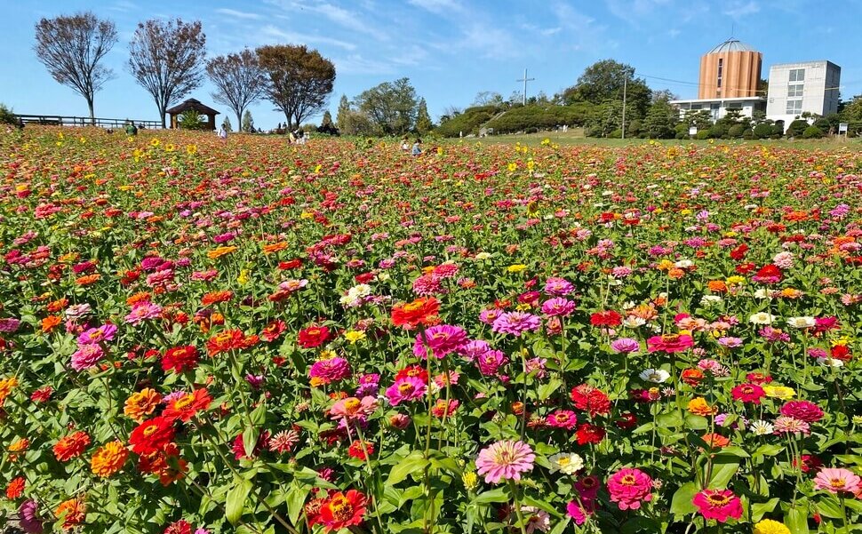 愛知県名古屋市近郊 愛知牧場の秋の花畑