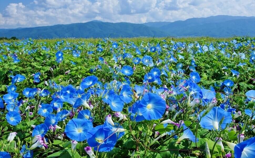 長野県箕輪町にあるヘブンリーブルーのお花畑