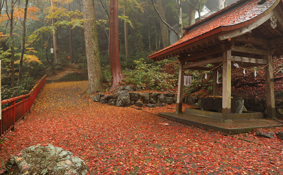 大矢田神社に落葉するもみじが見られる風景