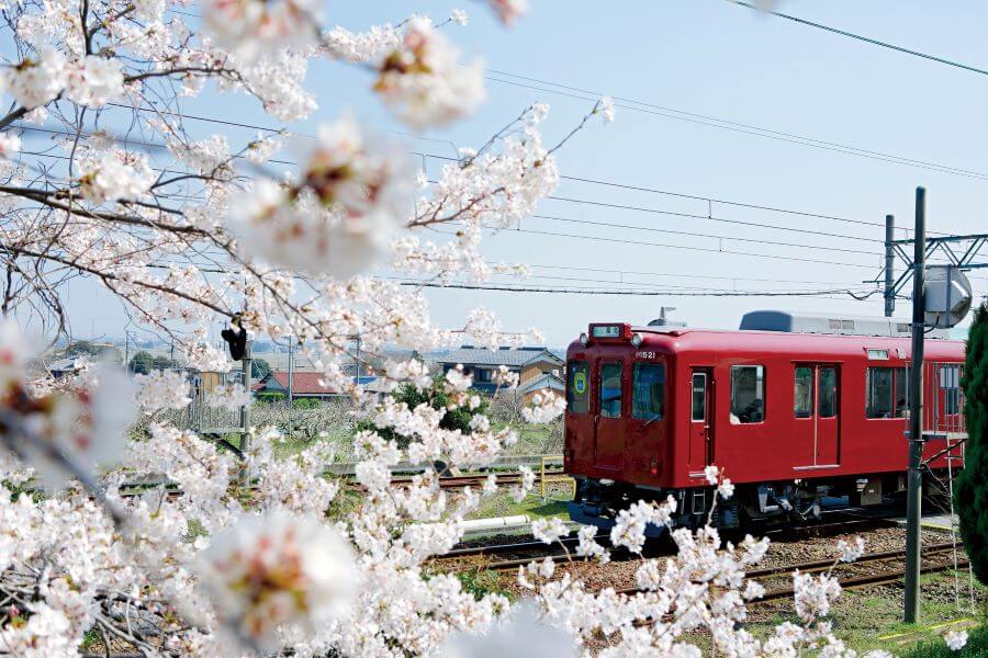 養老鉄道と桜