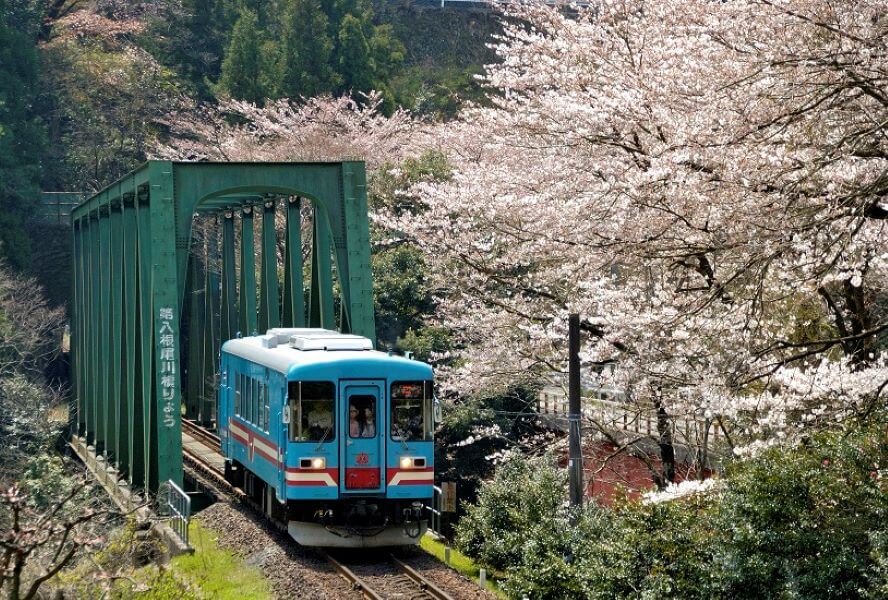 樽見鉄道沿線の桜