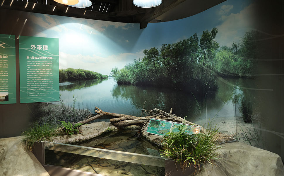 アクア・トトぎふで展示されている氾濫原環境のイメージ