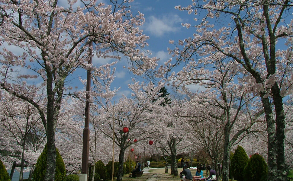 恵那峡公園（さざなみ広場）の桜