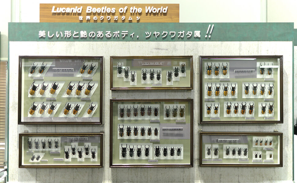 名和昆虫博物館で人気のカブトムシとクワガタムシの展示