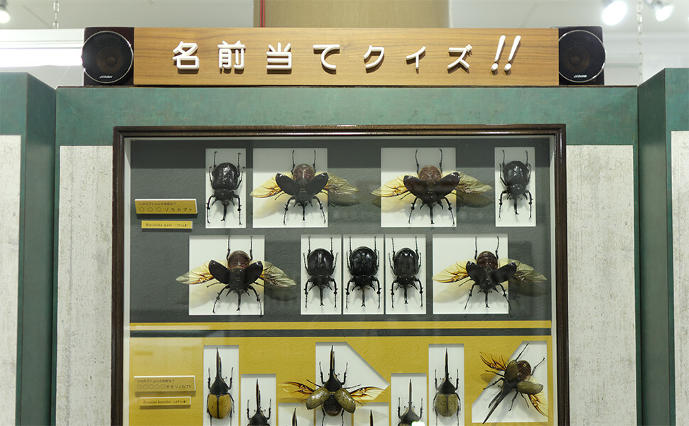 名和昆虫博物館の名前当てクイズのコーナー