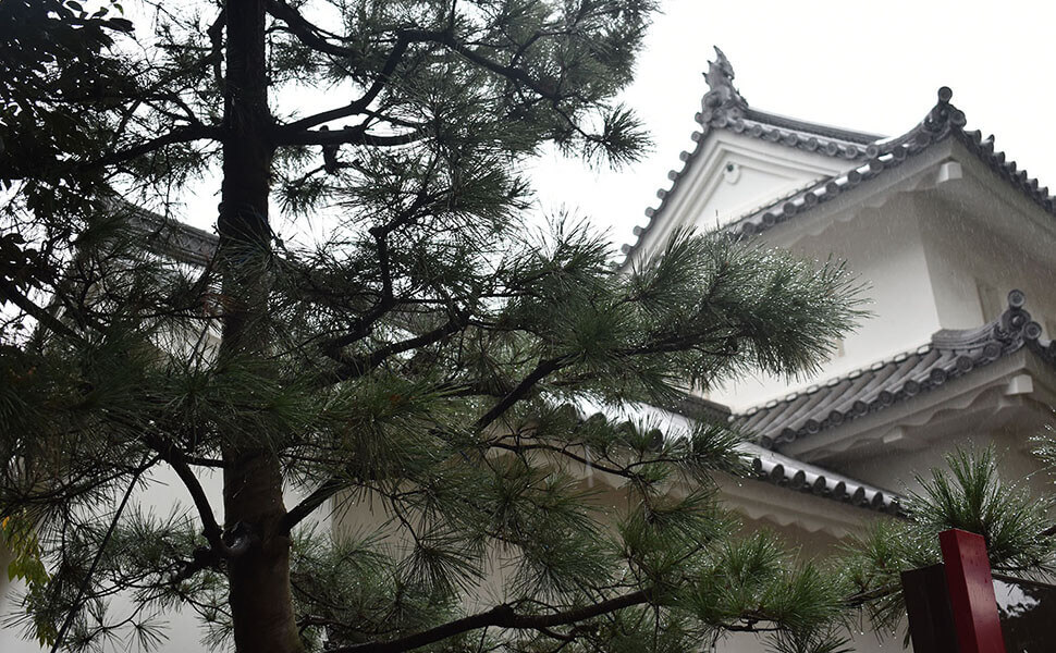 大垣城のおあむの松