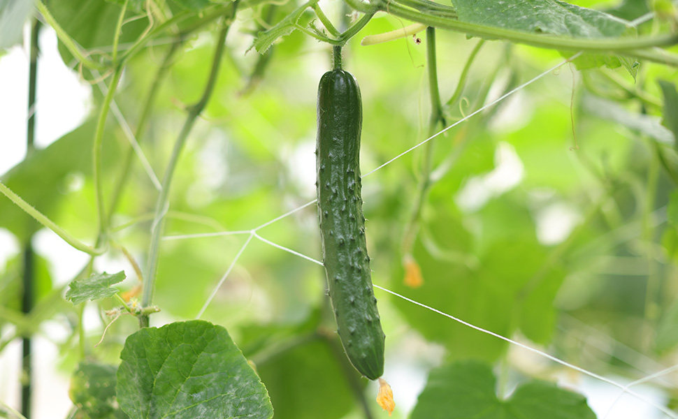 木に成るまだ成長中のきゅうり