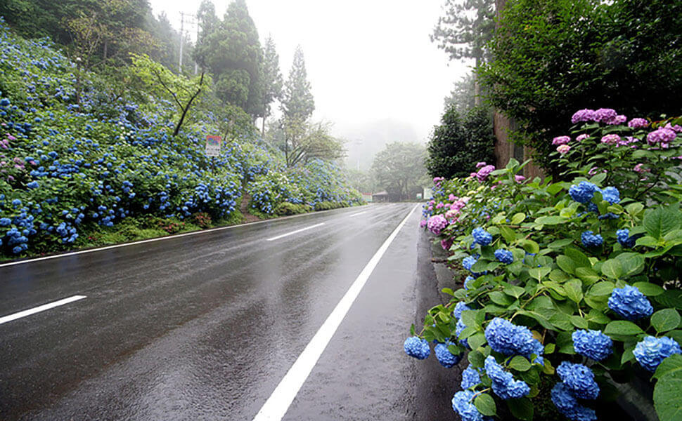 雨に濡れている道路とあじさいの花
