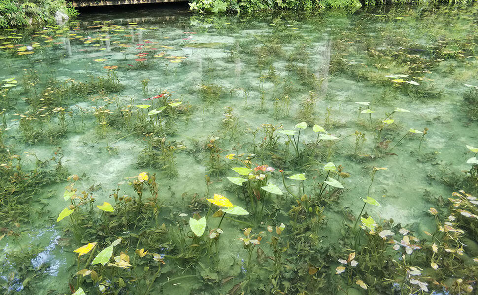 透明な水面に水草が映っている