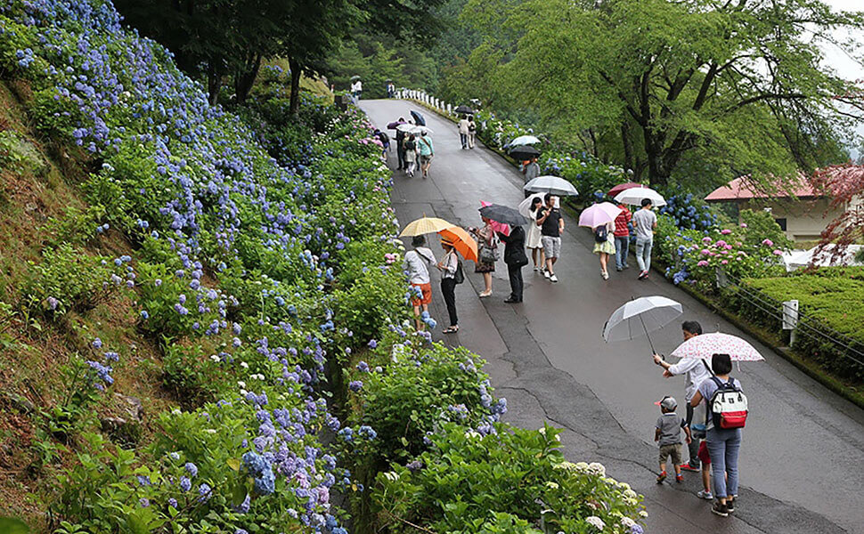 あじさいの花と傘をさして歩く観光客
