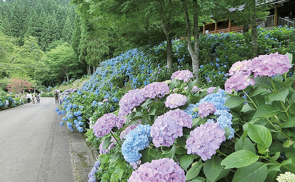 道路とその脇に咲くあじさい
