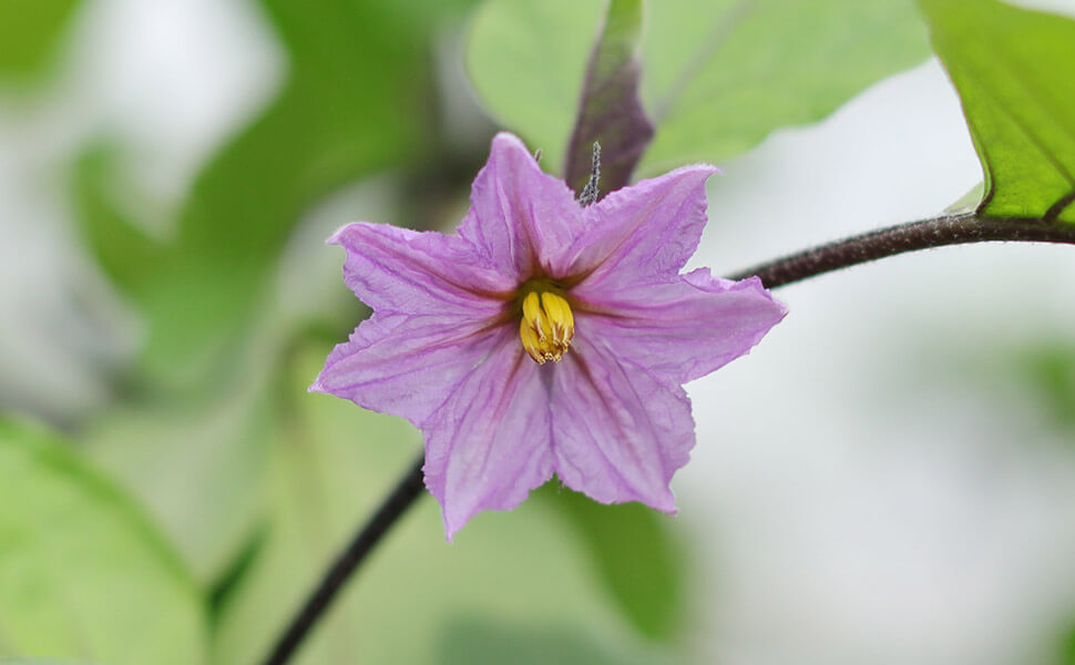 なすの花