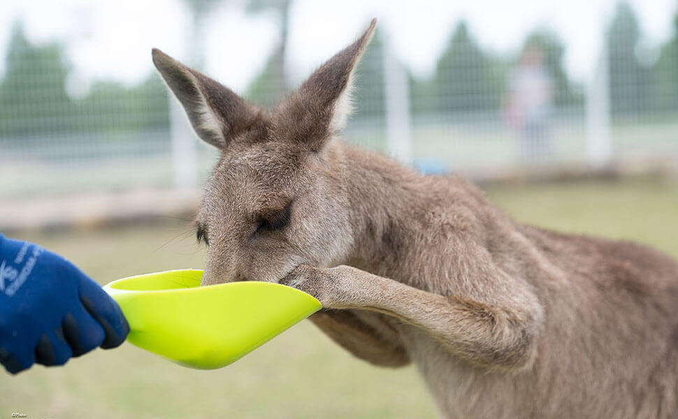 カンガルーのえさやり