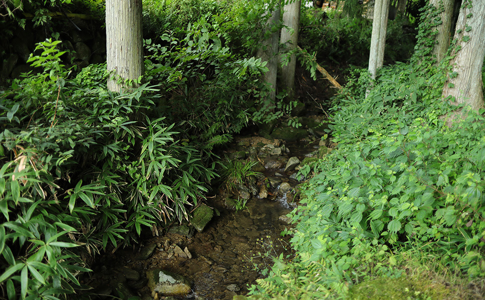 清らかな水で育つ美濃白川夏秋トマトの