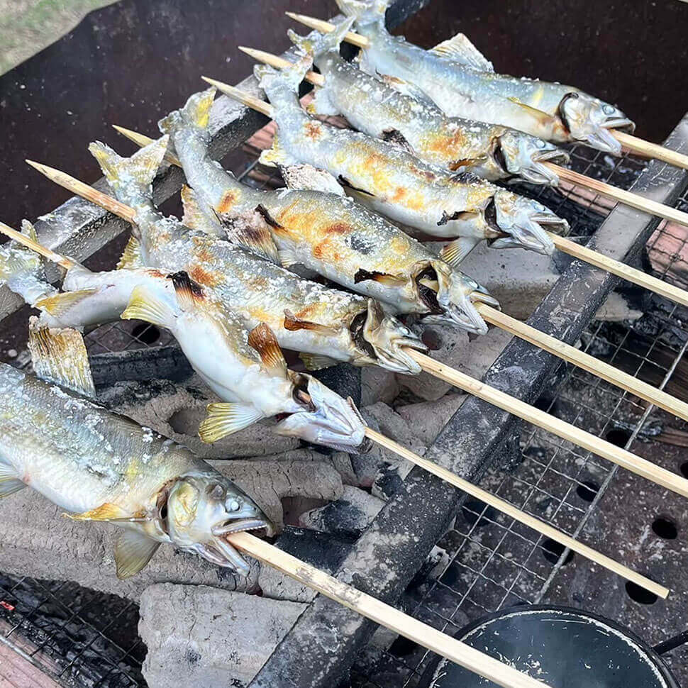 野外で鮎の塩焼きをしている