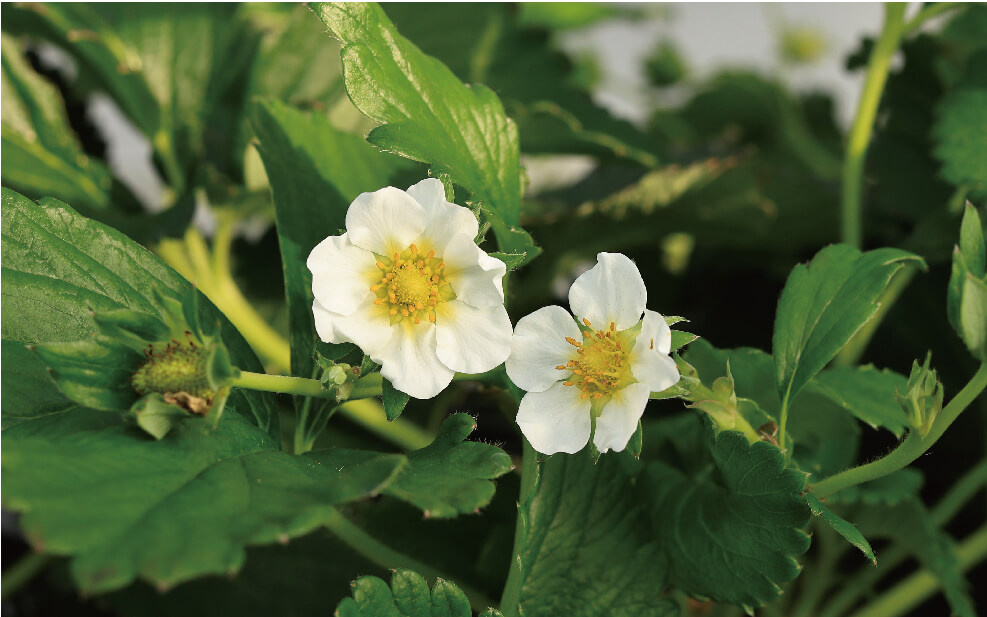 岐阜いちご華かがりの花