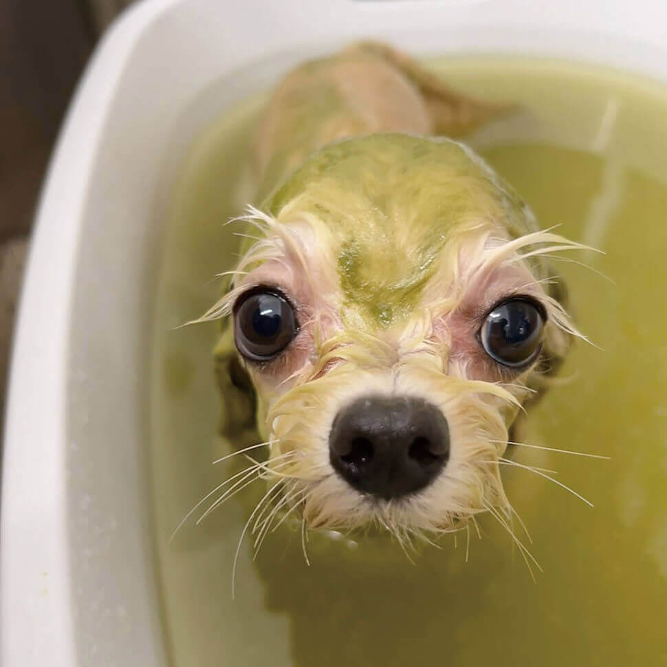 緑色のハーブパックをしてもらう犬