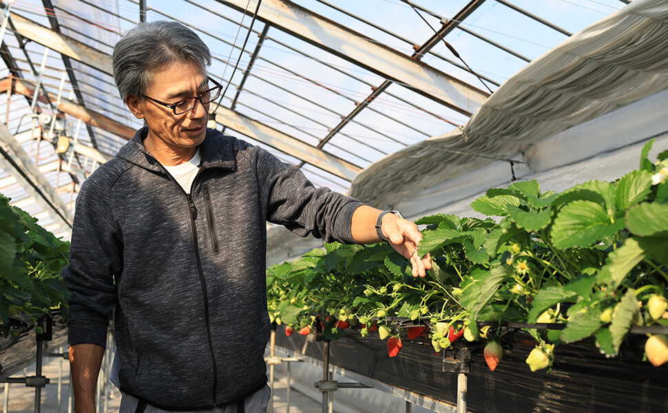 岐阜県園芸特産振興会いちご部会の部会長村瀬巧憲さんの作業風景