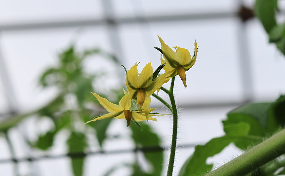 トマトの花