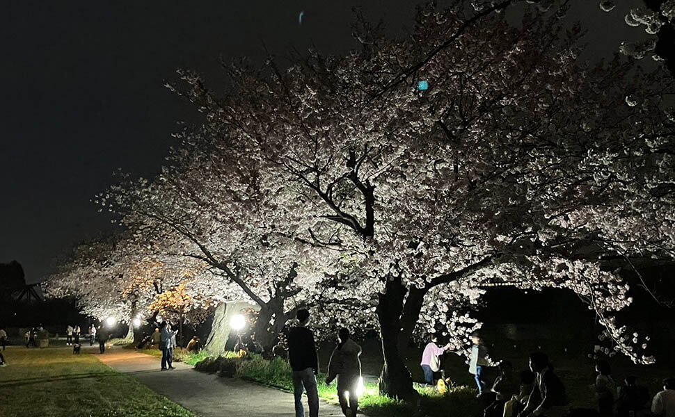 ライトアップされた笠松みなと公園の桜