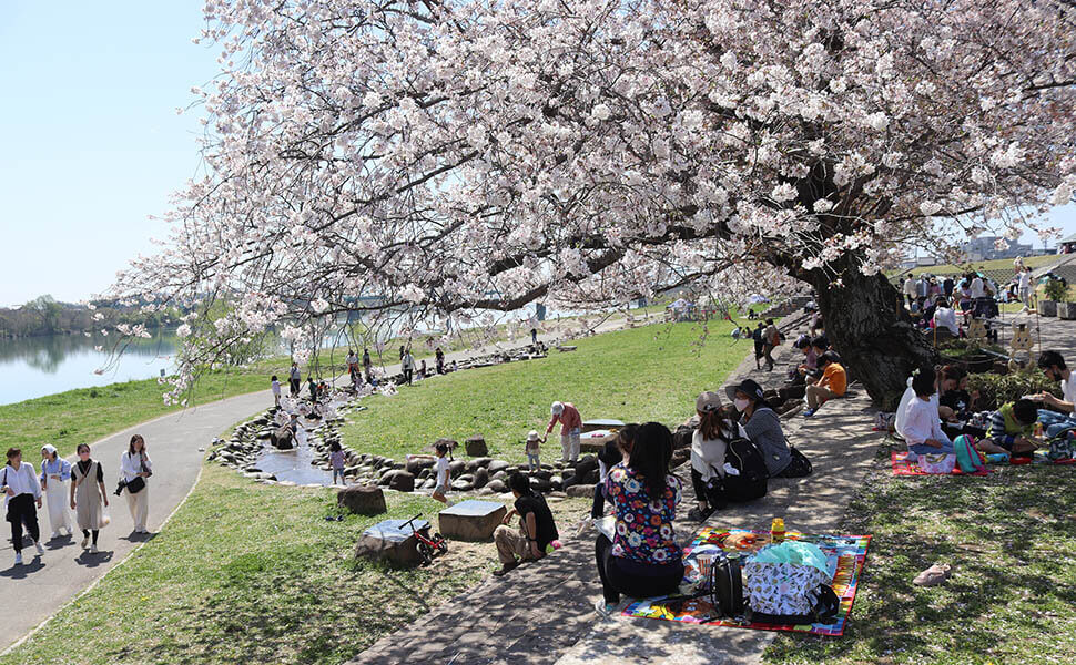 笠松みなと公園の桜の木の下でお花見を楽しむ人々