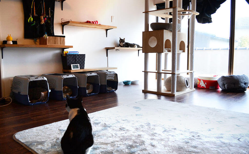 猫たちが健康で快適に暮らせる環境に整えています。
