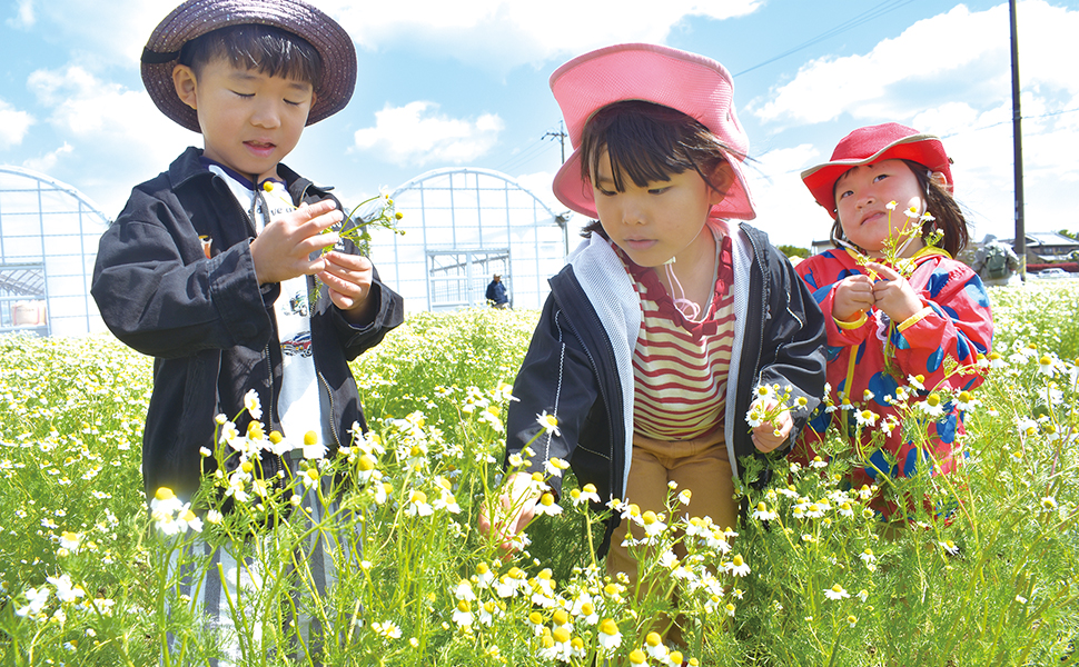 カミツレの花を摘む子どもたち。