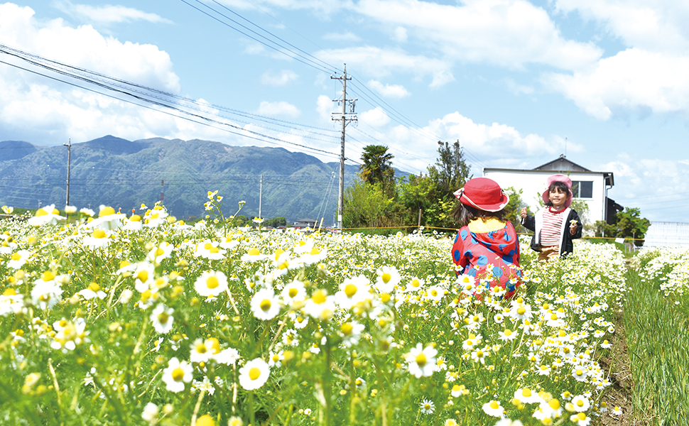 カミツレの白いお花畑