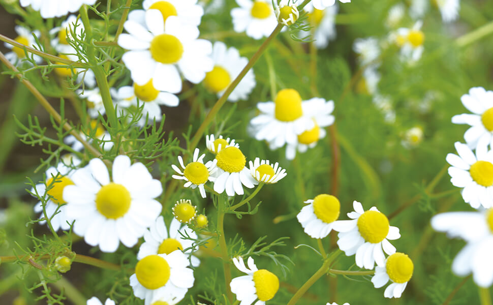 花びらは白く、中心部は黄色に盛り上がった可愛いカミツレの花。