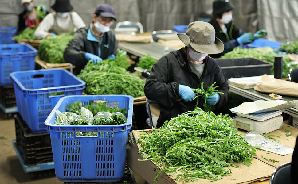 収穫した飛騨春菊の鮮度を保ちながら作業する風景