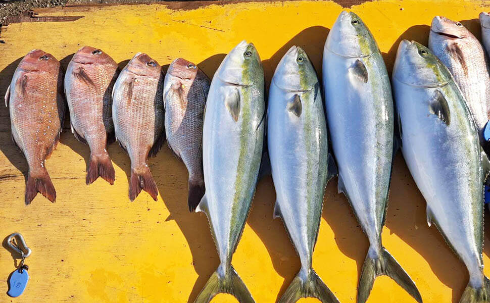 釣り上げた鯛やハマチなどの魚たち