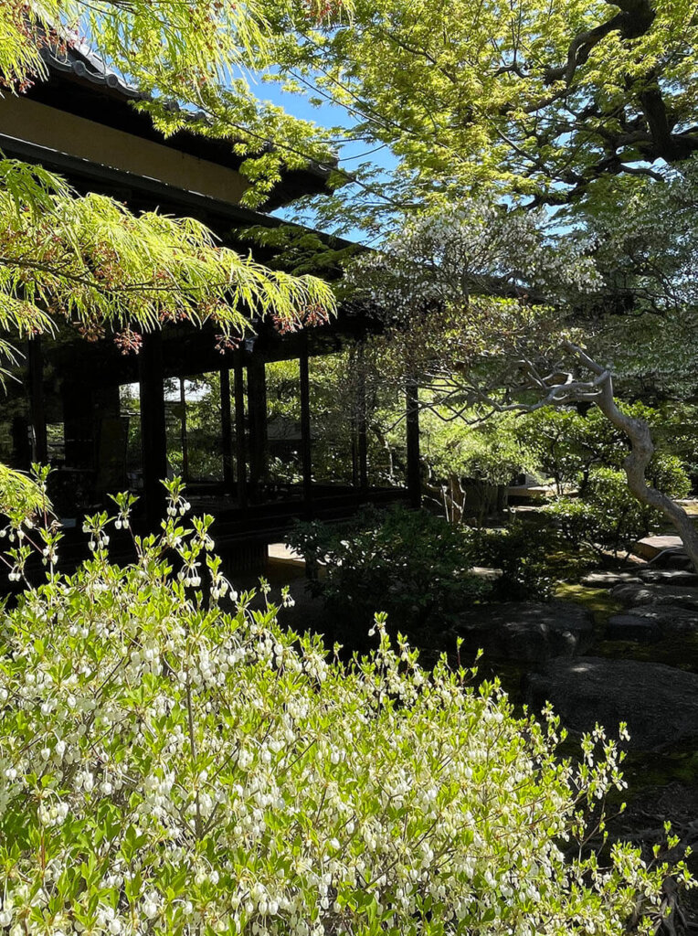 樹齢150年を超えるドウダンツツ