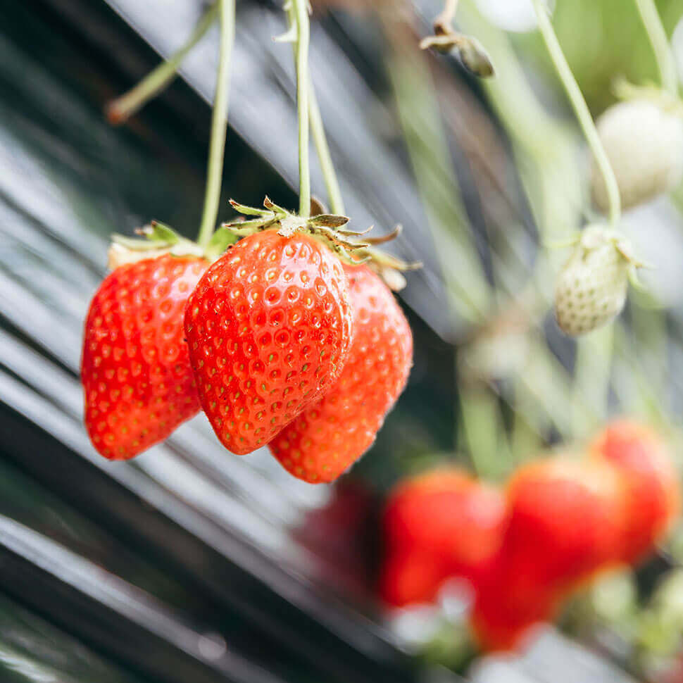 岐阜県｜岐阜市｜下奈良｜いちご狩り2026｜セイントベリー - 岐阜咲楽