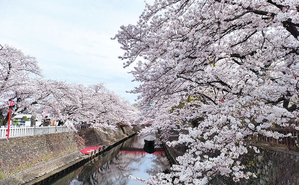岐阜県｜大垣市｜桜旅2026 特集奥の細道むすびの地